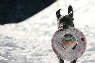 选择聚焦摄影的黑狗站在雪白天
